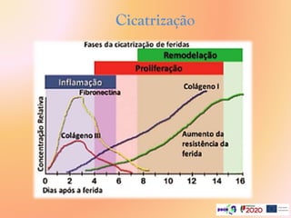 Cicatrização
 