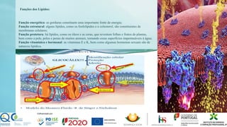 Funções dos Lípidos:
Função energética: as gorduras constituem uma importante fonte de energia;
Função estrutural: alguns lípidos, como os fosfolípidos e o colesterol, são constituintes de
membranas celulares;
Função protetora: há lípidos, como os óleos e as ceras, que revestem folhas e frutos de plantas,
bem como a pele, pelos e penas de muitos animais, tornando essas superfícies impermeáveis à água;
Função vitamínica e hormonal: as vitaminas E e K, bem como algumas hormonas sexuais são de
natureza lipídica.
 
