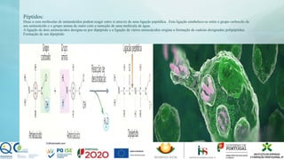 Péptidos:
Duas a cem moléculas de aminoácidos podem reagir entre si através de uma ligação peptídica. Esta ligação estabelece-se entre o grupo carboxilo de
um aminoácido e o grupo amina de outro com a remoção de uma molécula de água.
A ligação de dois aminoácidos designa-se por dipéptido e a ligação de vários aminoácidos origina a formação de cadeias designadas polipéptidos.
Formação de um dipéptido
 