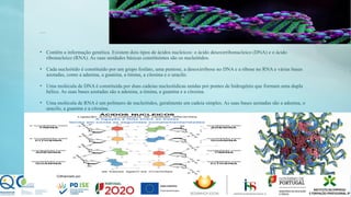 Ácidos Nucleicos:
• Contêm a informação genética. Existem dois tipos de ácidos nucleicos: o ácido desoxirribonucleico (DNA) e o ácido
ribonucleico (RNA). As suas unidades básicas constituintes são os nucleótidos.
• Cada nucleótido é constituído por um grupo fosfato, uma pentose, a desoxirribose no DNA e a ribose no RNA e várias bases
azotadas, como a adenina, a guanina, a timina, a citosina e o uracilo.
• Uma molécula de DNA é constituída por duas cadeias nucleotídicas unidas por pontes de hidrogénio que formam uma dupla
hélice. As suas bases azotadas são a adenina, a timina, a guanina e a citosina.
• Uma molécula de RNA é um polímero de nucleótidos, geralmente em cadeia simples. As suas bases azotadas são a adenina, o
uracilo, a guanina e a citosina.
 