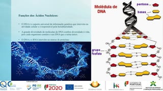 Funções dos Ácidos Nucleicos:
• O DNA é o suporte universal da informação genética que intervém na
atividade celular e é responsável pela hereditariedade.
• A grande diversidade de moléculas de DNA confere diversidade à vida,
pois cada organismo contém o seu DNA que o torna único.
• O DNA e o RNA intervêm na síntese de proteínas.
 