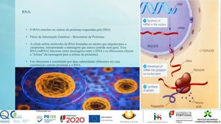 RNA:
• O RNA interfere na síntese de proteínas requeridas pelo DNA.
• Fluxo de Informação Genética – Biossíntese de Proteínas
• A célula utiliza moléculas de RNA formadas no núcleo que migram para o
citoplasma, transportando a mensagem que estava contida num gene. Esse
RNA (mRNA) funciona como mensageiro entre o DNA e os ribossomas (fazem
a “leitura” da mensagem para a síntese de proteínas).
• Um ribossoma é constituído por duas subunidades diferentes em cuja
constituição entram proteínas e o RNA.
 