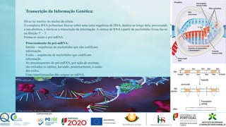 Transcrição da Informação Genética:
Dá-se no interior do núcleo da célula.
O complexo RNA polimerase fixa-se sobre uma certa sequência de DNA, desliza ao longo dela, provocando
a sua abertura, e inicia-se a transcrição da informação. A síntese de RNA a partir de nucleótidos livres faz-se
na direção 5’ – 3’.
Forma-se assim o pré-mRNA.
Processamento do pré-mRNA:
Intrões – sequências de nucleótidos que não codificam
informação.
Exões – sequências de nucleótidos que codificam
informação.
No processamento do pré-mRNA, por ação de enzimas,
são retirados os intrões, havendo, posteriormente, a união
dos exões.
Estas transformações dão origem ao mRNA.
 