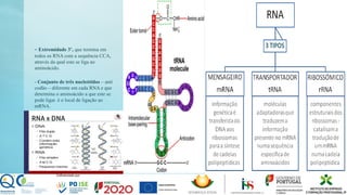 - Extremidade 3’, que termina em
todos os RNA com a sequência CCA,
através da qual este se liga ao
aminoácido.
- Conjunto de três nucleótidos – anti
codão – diferente em cada RNA e que
determina o aminoácido a que este se
pode ligar. é o local de ligação ao
mRNA.
 