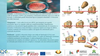 Iniciação – a subunidade pequena do ribossoma liga-se ao mRNA na região de AUG, o
codão de iniciação. O tRNA, que transporta o aminoácido metionina, liga-se ao codão de
iniciação. A subunidade grande ribossomal liga-se à pequena subunidade. O ribossoma
está então funcional.
Alongamento – o anti codão de um novo tRNA, que transporta um segundo
aminoácido, liga-se ao segundo codão por complementaridade. Seguidamente,
estabelece-se uma primeira ligação peptídica entre o aminoácido que ele transporta e a
metionina. O ribossoma avança três bases e o processo repete-se ao longo do mRNA.
Continua a tradução dos sucessivos codões e da ligação dos aminoácidos para a
construção da proteína.
Finalização – quando o ribossoma chega a um codão de finalização (UAA) e por
complementaridade o reconhece, termina a síntese. Os codões de finalização constituem
verdadeiras pontuações da mensagem. A cadeia polipeptídica destaca-se. Os
componentes do complexo de tradução separam-se. As subunidades ribossomais podem
ser utilizadas para formar um novo complexo e iniciação com uma molécula da mRNA.
 