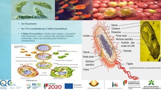 • Ser Eucarionte:
• Ser Vivo constituído por Células Eucarióticas.
• Células Procarióticas: Células mais simples, sem núcleo
individualizado e sem a maioria das estruturas celulares
conhecidas; estão representadas pelas bactérias e
cianobactérias.
Classe Grupo A Grupo B
Classe 1 82 95
Classe 2 76 88
Classe 3 84 90
Teoria Celular:
 