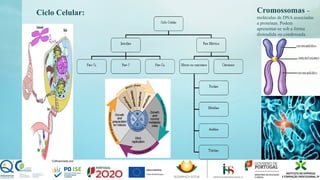 Ciclo Celular: Cromossomas –
moléculas de DNA associadas
a proteínas. Podem
apresentar-se sob a forma
distendida ou condensada.
 