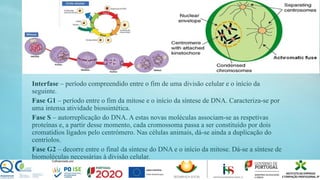 Interfase – período compreendido entre o fim de uma divisão celular e o início da
seguinte.
Fase G1 – período entre o fim da mitose e o início da síntese de DNA. Caracteriza-se por
uma intensa atividade biossintética.
Fase S – autorreplicação do DNA. A estas novas moléculas associam-se as respetivas
proteínas e, a partir desse momento, cada cromossoma passa a ser constituído por dois
cromatídios ligados pelo centrómero. Nas células animais, dá-se ainda a duplicação do
centríolos.
Fase G2 – decorre entre o final da síntese do DNA e o início da mitose. Dá-se a síntese de
biomoléculas necessárias à divisão celular.
 