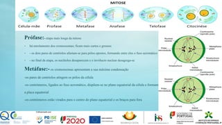 Prófase:- etapa mais longa da mitose
- há enrolamento dos cromossomas; ficam mais curtos e grossos
- - os dois pares de centríolos afastam-se para pólos opostos, formando entre eles o fuso acromático
- - no final da etapa, os nucléolos desaparecem e o invólucro nuclear desagrega-se
Metáfase:- os cromossomas apresentam a sua máxima condensação
-os pares de centríolos atingem os pólos da célula
-os centrómeros, ligados ao fuso acromático, dispõem-se no plano equatorial da célula e formam
a placa equatorial
-os centrómeros estão virados para o centro do plano equatorial e os braços para fora
 