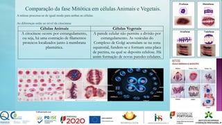 Comparação da fase Mitótica em células Animais e Vegetais.
A mitose processa-se de igual modo para ambas as células.
As diferenças estão ao nível da citocinese
Células Animais Células Vegetais
A citocinese ocorre por estrangulamento,
ou seja, há uma contração de filamentos
proteicos localizados junto à membrana
plasmática.
A parede celular não permite a divisão por
estrangulamento. As vesículas do
Complexo de Golgi acumulam-se na zona
equatorial, fundem-se e formam uma placa
de pectina, na qual se deposita celulose. Há
assim formação de novas paredes celulares.
 