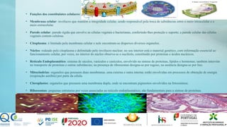 • Funções dos constituintes celulares:
• Membrana celular: invólucro que mantém a integridade celular, sendo responsável pela troca de substâncias entre o meio intracelular e o
meio extracelular.
• Parede celular: parede rígida que envolve as células vegetais e bacterianas, conferindo-lhes proteção e suporte; a parede celular das células
vegetais contem celulose.
• Citoplasma: é limitado pela membrana celular e nele encontram-se dispersos diversos organelos.
• Núcleo: rodeado pelo citoplasma e delimitado pelo invólucro nuclear; no seu interior está o material genético, com informação essencial ao
funcionamento celular, por vezes, no interior do núcleo observa-se o nucléolo, constituído por proteínas e ácidos nucleicos.
• Retículo Endoplasmático: sistema de sáculos, vasículos e canículos, envolvido na síntese de proteínas, lípidos e hormonas; também intervém
no transporte de proteínas e outras substâncias; na presença de ribossomas designa-se por rugoso, na ausência designa-se por liso.
• Mitocôndrias: organelos que possuem duas membranas, uma externa e outra interna; estão envolvidas em processos de obtenção de energia
(respiração aeróbia) por parte da célula.
• Cloroplastos: organelos que possuem uma membrana dupla, onde se encontram pigmentos envolvidos na fotossíntese.
• Ribossomas: pequenas estruturas por vezes associadas ao retículo endoplasmático; são fundamentais para a síntese de proteínas.
 
