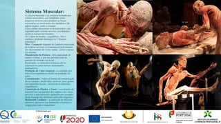 Sistema Muscular:
O sistema muscular é na essência formado por
células musculares, que trabalham como
pequenos motores para produzir as forças
necessárias ao movimento dos membros e de
alguns órgãos, como o coração.
Estas células alimentam-se de nutrientes e são
regulados pelo sistema nervoso, coordenados
assim os nossos movimentos.
Os 3 tipos de tecidos , esquelético , liso e
cardíaco, podendo distinguir-se 7 funções
principais:
Mov . Corporal- depende do controlo consciente
do sistema nervoso e é responsável pela maioria
dos movimentos do corpo, andar , correr e mexer
em objetos;
Manutenção da Postura - têm capacidade de
manter o tónus, o que nos permite estar na
posição de sentados ou de pé;
Respiração- os músculos torácicos são os
responsáveis pelos nossos movimentos
respiratórios;
Produção de Calor corporal –a contração dos
músculos esqueléticos resulta na produção de
calor;
Comunicação – todos as formas de comunicação
de ser humano, desde falar, escrever, fazer gestos
ou expressões faciais , envolvem os músculos
esqueléticos.
Constrição de Órgãos e Vasos – a contração do
músculo liso nas paredes dos órgãos e dos vasos
provoca a sua constrição, ajudando por exemplo,
na deslocação dos alimentos pelo tubo digestivo;
Batimento Cardíaco – a contração do músculo
cardíaco provoca o seu batimento e bombeia o
sangue para todo o organismo.
 