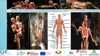 Os músculos esqueléticos são aqueles associados ao movimento do nosso corpo, em conjunto com os ossos e as articulações. A nomenclatura destes músculos é
designada de acordo com a sua forma, origem, inserção, terminal, localização, tamanho, orientação dos feixes ou função.
 