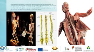 Relativamente aos movimentos da coluna, estes são proporcionados pelas articulações planas, que
permitem o ligeiro movimento de deslizamento entre as vértebras e algum movimento de rotação, e pelos
músculos adjacentes, que fazem a sua extensão, abdução, rotação e flexão.
Este elemento do nosso esqueleto é essencial na execução de todas as nossas tarefas diárias, pois é ele
que nos fornece um suporte flexível e protege a nossa medula espinhal.
 