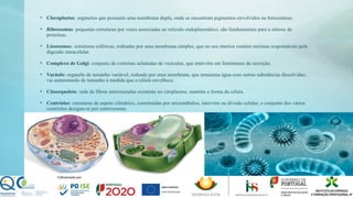 • Cloroplastos: organelos que possuem uma membrana dupla, onde se encontram pigmentos envolvidos na fotossíntese.
• Ribossomas: pequenas estruturas por vezes associadas ao retículo endoplasmático; são fundamentais para a síntese de
proteínas.
• Lisossomas: estruturas esféricas, rodeadas por uma membrana simples, que no seu interior contém enzimas responsáveis pela
digestão intracelular.
• Complexo de Golgi: conjunto de cisternas achatadas de vesículas, que intervêm em fenómenos de secreção.
• Vacúolo: organelo de tamanho variável, rodeado por uma membrana, que armazena água com outras substâncias dissolvidas;
vai aumentando de tamanho à medida que a célula envelhece.
• Citoesqueleto: rede de fibras intercruzadas existente no citoplasma; mantém a forma da célula.
• Centríolos: estruturas de aspeto cilíndrico, constituídas por microtúbulos; intervêm na divisão celular; o conjunto dos vários
centríolos designa-se por centrossoma.
 