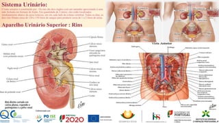 Sistema Urinário:
O trato urinário é constituído por : Os rins são dois órgãos com um tamanho aproximado à uma
mão fechada em formato de feijão. Em quantidade de 2 (dois), eles estão localizados
imediatamente abaixo da caixa torácica, um em cada lado da coluna vertebral. Todos os dias, os
dois rins filtram cerca de 120 a 150 litros de sangue para produzir cerca de 1 a 2 litros de urina.
Aparelho Urinário Superior : Rins
Série 1 Série 2 Série 3
16
 