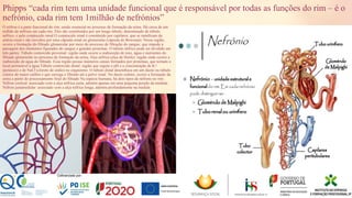 Phipps “cada rim tem uma unidade funcional que é responsável por todas as funções do rim – é o
nefrónio, cada rim tem 1milhão de nefrónios”
O néfron é a parte funcional do rim, sendo essencial no processo de formação da urina. Há cerca de um
milhão de néfrons em cada rim. Eles são constituídos por um longo túbulo, denominado de túbulo
néfrico, e pelo corpúsculo renal.O corpúsculo renal é constituído por capilares, que se ramificam da
artéria renal e são envoltos por uma cápsula renal ou glomerular (cápsula de Bowman). Nessa região,
ocorre a formação do filtrado glomerular por meio do processo de filtração do sangue, que impede a
passagem dos elementos figurados do sangue e grandes proteínas. O túbulo néfrico pode ser dividido em
três partes: Túbulo contorcido proximal: região onde ocorre a reabsorção de íons, água e nutrientes do
filtrado glomerular no processo de formação da urina; Alça néfrica (alça de Henle): região onde ocorre a
reabsorção de água do filtrado. Essa região possui inúmeros canais formados por proteínas, que tornam o
local permeável à água Túbulo contorcido distal: região que regula o pH e a concentração de K+
(potássio) e de NaCl (cloreto de sódio) no organismo. O túbulo distal desemboca em um ducto ou túbulo
coletor de maior calibre e que carrega o filtrado até a pelve renal. No ducto coletor, ocorre a formação da
urina a partir do processamento final do filtrado Na espécie humana, há dois tipos de néfrons no rim:
Néfron cortical: associado com a alça néfrica curta, adentra apenas em uma pequena porção da medula;
Néfron justamedular: associado com a alça néfrica longa, adentra profundamente na medula
19
 