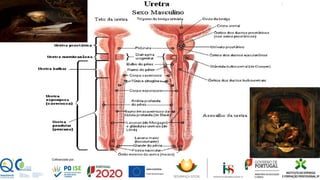 Ureteres no homem:
22
 