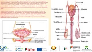 As vias urinárias nascem nos rins, órgãos cujas unidades funcionais, os nefrónios, se encarregam da
contínua produção de urina originada pela filtração do sangue. Do interior de cada rim, a urina é enviada
para uma série de canais, os cálices renais, que desaguam numa grande cavidade, com a forma de um
funil, denominada bacinete. Na realidade, existem dois bacinetes, localizados na parte superior e
posterior de cada lado da cavidade abdominal. Cada bacinete sai do respetivo rim através de uma fenda
existente na extremidade interna do órgão (hilo renal), que a liga diretamente a outro canal, denominado
uréter.
Os dois uréteres, um esquerdo e outro direito, são estruturas tubulares com cerca de 25 a 30 cm de
comprimento e com cerca de 5 mm de diâmetro, que atravessam a cavidade abdominal de cima para
baixo até, por fim, desaguarem na bexiga. Estes canais, revestidos no seu interior por uma camada
mucosa, têm paredes elásticas compostas por inúmeras libras musculares, umas dispostas
longitudinalmente e outras de forma circular, cuja contração sequencial e automática contribui para a
impulsão da urina em direção a bexiga.
23
 