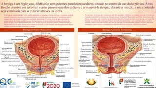 A bexiga é um órgão oco, dilatável e com potentes paredes musculares, situado no centro da cavidade pélvica. A sua
função consiste em recolher a urina proveniente dos uréteres e armazená-la até que, durante a micção, o seu contendo
seja eliminado para o exterior através da uretra
• A bexiga é constituída por três partes distintas: a cúpula, o corpo e a base. A cúpula vesical,
a parte superior, encontra-se exteriormente revestida pelo peritoneu, a membrana que a
separa das vísceras presentes na cavidade abdominal. O corpo vesical, que constitui a
maior parte do órgão, acolhe na sua face posterior os dois orifícios uretrais através dos
quais chega a urina proveniente dos rins. A base vesical, apoiada sobre a extremidade ou
limite inferior da pelve, forma uma espécie de funil, o colo vesical, que desagua num único
orifício uretral, que liga a bexiga a uretra.
• As paredes da bexiga são compostas por três camadas: a interna ou camada mucosa, a média ou
camada muscular e a externa ou camada serosa. A especial disposição das fibras musculares da
túnica muscular, cujo conjunto se denomina músculo vesical, permite que a bexiga, ao longo da
micção, se contraia de cima para baixo de forma a impulsionar o seu contendo para o orifício
uretral. 0 único sector da bexiga que não se distende é o denominado trígono vesical, uma área
triangular cujos vértices correspondem aos dois orifícios ureterais e ao orifício uretral
24
 