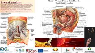 Sistema Reprodutor:
É deste sistema orgânico que depende a evolução da raça humana, mas
apesar disso, este não é essencial á vida do ser humano. O aparelho sexual
masculino é composto pelos canais epdímios, canal deferente e uretra,
glândulas acessórias, isto é pelas vesículas seminais, a próstata e as
glândulas bulbo-uretrais, pela bolsa escrotal e pelo pénis.
Os espermatozoides são produzidos nos testículos e epidímos, órgãos
localizados no exterior do corpo, visto os espermatozoides serem muitos
sensíveis á TºC e não se desenvolverem á TºC natural do corpo.
 