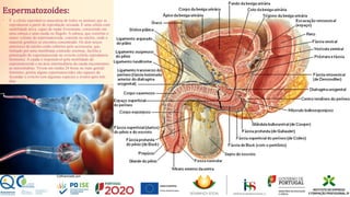 Espermatozoides:
35
• É a célula reprodutiva masculina de todos os animais que se
reproduzem a partir de reprodução sexuada. É uma célula com
mobilidade ativa, capaz de nadar livremente, consistindo em
uma cabeça e uma cauda ou flagelo. A cabeça, que constitui o
maior volume do espermatozoide, consiste no núcleo, onde o
material genético se encontra concentrado. Os dois terços
anteriores do núcleo estão cobertos pelo acrossoma, que,
limitado por uma membrana contendo enzimas, facilita a
penetração do espermatozoide no ovócito (célula reprodutora
feminina). A cauda é responsável pela motilidade do
espermatozoide e na área intermediária da cauda encontramos
as mitocôndrias. Vivem em média 24 horas no trato genital
feminino, porém alguns espermatozoides são capazes de
fecundar o ovócito (em algumas espécies o óvulo) após três
dias.
 