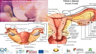 . Órgãos Internos do Sistema Reprodutor Feminino :O
sistema genital feminino apresenta como órgãos internos o ovário, as tubas uterinas, o útero e a vagina.
Ovários: Os ovários são estruturas em forma de amêndoas que apresentam como função a produção dos
gametas femininos (ovócitos secundários) e dos hormônios femininos (estrógeno e progesterona). Na
região cortical do ovário, localizam-se os folículos, os quais são o conjunto formado pelo ovócito e pelas
células que o envolvem. O folículo maduro rompe-se e libera o ovócito na ovulação, que acontece em
torno do 14º dia de um ciclo de 28 dias. Na rutura do folículo, forma-se o corpo lúteo que também
secreta progesterona e estrógeno.
Tubas uterinas: As tubas uterinas são tubos musculares de cerca de 12 cm de comprimento. Uma das
extremidades abre-se na cavidade peritoneal próximo ao ovário e a outra porção se abre no interior do
útero. A parte que se abre próxima ao ovário possui espécies de prolongamentos denominados de
fímbrias. É geralmente nas tubas uterinas que ocorre a fecundação. Contrações peristálticas e cílios
presentes nesse órgão auxiliam no transporte do óvulo até o útero. Útero: O útero é um órgão em
formato de pera que apresenta três partes principais: o corpo, o fundo e o colo uterino. Sua parede é
formada por três camadas: a mais externa é uma camada delgada serosa, a intermediária é o miomério,
formado por músculo liso, e a mais interna é o endométrio. Essa última camada, ricamente
vascularizada, é parcialmente eliminada na menstruação. É nesse órgão que o bebê se desenvolve.
Vagina: A vagina é um órgão muscular e elástico no qual o pênis é introduzido durante a cópula. Esse
órgão conecta o sistema ao exterior e é o local de saída da criança no parto normal.
 