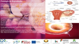 Fisiologia da Reprodução:
No dia da ovulação, a mulher libera de seu ovário um ovócito secundário, que é chamado popularmente
de óvulo. Esse ovócito inicia uma migração em direção ao útero que demora cerca de oito dias para ser
completada. O ovócito locomove-se graças às contrações da tuba uterina, uma vez que essa célula não é
dotada de estruturas locomotoras.
A fecundação, momento em que um ovócito secundário é penetrado por um espermatozoide, ocorre
geralmente nas tubas uterinas, na sua porção distal. Diferentemente do óvulo, os espermatozoides
chegam até esse local através de estruturas locomotoras, os chamados flagelos. Em média, após a
ejaculação na vagina feminina, o espermatozoide demora cerca de cinco minutos para atingir as tubas.
Para penetrar no ovócito, o espermatozoide tem que passar pela corona radiada, zona pelúcida e
membrana plasmática dessa célula. A corona radiada é formada por células que faziam parte do folículo
ovariano, enquanto a zona pelúcida é um material gelatinoso (glicoproteínas) que circunda o ovócito e
não é formada por células.
Ao encontrar um ovócito secundário, os espermatozoides liberam enzimas chamadas de acrossomiais que
ajudam na penetração desse gameta pela corona radiada. Também são lançadas enzimas proteolíticas
que atuam na perfuração da zona pelúcida. Isso ocorre porque a glicoproteína ZP3, presente no
envoltório do ovócito, liga-se ao espermatozoide e faz com que seu acrossomo libere essas enzimas. Assim
que o espermatozoide consegue entrar no interior do ovócito, sua cauda e mitocôndrias são destruídas e o
material genético desse gameta forma o pronúcleo masculino. Nesse momento, a membrana plasmática
do ovócito sofre modificações que impedem a penetração de outros espermatozoides. Esse fato ocorre
graças ao chamados grânulos corticais, que liberam seu conteúdo na membrana, formando a chamada
membrana de fecundação.
O ovócito também termina a sua divisão meiótica após a penetração do espermatozoide, e é liberado o
segundo glóbulo polar. É formado também o núcleo do ovócito, que é chamado de pronúcleo feminino.
Os pronúcleo masculino e feminino aproximam-se até que fiquem bastante unidos. Os cromossomos
paternos e maternos são liberados no citoplasma e inicia-se a separação das cromátides e a realização da
mitose. Após esse processo de divisão, as células formadas apresentam 46 cromossomos, restabelecendo,
assim, o número de cromossomos da espécie. A partir daí, inicia-se o desenvolvimento embrionário.
 