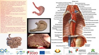 O estômago permite a continuação da digestão, usando
para isso muco, enzimas digestivas e ácido clorídrico.
Com a ajuda destas substâncias, a digestão transforma
o bolo alimentar em QUIMO (uma mistura de
consistência semilíquida).
O esfíncter pilórico encontra-se na ligação entre o
estômago e o intestino delgado. Este esfíncter vai
abrindo e fechando e através dele, muito lentamente, o
estômago vai enviando o Quimo para o intestino
delgado ou duodeno.
O intestino delgado é um tubo delgado constituído por
3 porções:
Duodeno; Jejuno ; Íleon .
No duodeno juntam-se ao Quimo, enviado pelo
estômago, outras substâncias responsáveis pela
continuação da digestão . Uma vez no duodeno , ao
QUIMO vão juntar-se os sucos digestivos e bílis
(fabricada pelo fígado e armazenada na vesícula biliar)
Estas secreções irão atuar sobre as proteínas, açucares,
gorduras, etc, preparando-os para serem absorvidos no
organismo.
A absorção dos nutrientes para o sangue dá-se através
das microvilosidades8 que estão no intestino
delgado).As outras substâncias que não nos interessam
absorver são enviadas para o intestino grosso, onde
serão expulsas.
5
 