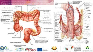 O intestino grosso está dividido em : Cego, colón ascendente, colón transverso, colón descendente, colón sigmoide, reto e
ânus.
São funções : Absorção de agua e nutrientes que não são absorvidos no intestino delgado; Produção de vitamina K;
formação de fezes; Eliminação de produtos não absorvidos.
6
 