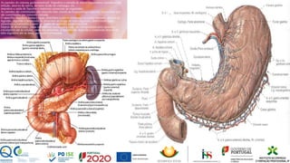As paredes do sistema gastrointestinal: Impedem a entrada de micro-organismos causadores de
infeção, através da saliva, do meio ácido do estômago, etc.
impedem a saída de líquidos e materiais essenciais ao organismo.
As paredes são constituídas por músculo liso, exceto aa boca esófago superior, reto e ânus que
são constituídas por músculo estriado.
O aparelho digestivo fornece água, eletrólitos e outros nutrientes ao corpo humano, através da
ingestão, digestão e propulsão de alimentos ao longo do tubo digestivo, absorvendo água,
eletrólitos e nutrientes a partir do lúmen do aparelho gastrointestinal.
Depois de absorvidas , estas substâncias essenciais a vida, são transportadas pelo aparelho
circulatório até às células, onde são utilizadas. A parcela não digerida é conduzida através do
tubo digestivo até ao ânus, por onde é eliminada.
7
 