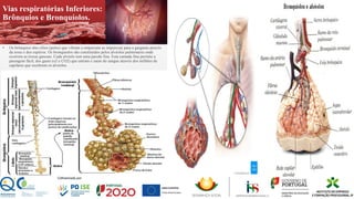 Vias respiratórias Inferiores:
Brônquios e Bronquíolos.
▪ Os brônquios têm cílios (pelos) que vibram e empurram as impurezas para a garganta através
da tosse e dos espirros. Os bronquíolos são constituídos pelos alvéolos pulmonares onde
ocorrem as trocas gasosas. Cada alvéolo tem uma parede fina. Esta camada fina permite a
passagem fácil, dos gases (o2 e CO2) que entram e saem do sangue através dos milhões de
capilares que recobrem os alvéolos
 