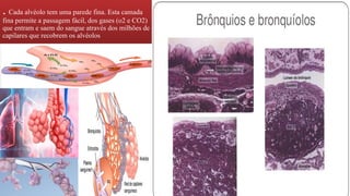 . Cada alvéolo tem uma parede fina. Esta camada
fina permite a passagem fácil, dos gases (o2 e CO2)
que entram e saem do sangue através dos milhões de
capilares que recobrem os alvéolos
▪ faringe
 