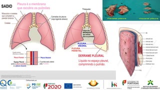 As pleuras (2Sacos) fazem um efeito do tipo de duas lâminas de vidro unidas por uma película de água.
Permitem o deslizar de uma sobre a outra, mas resistem fortemente à separação.
Isto é importante, porque permite que o pulmão encha de ar e aumente de tamanho, assim como diminui de tamanho com a saída de ar.
Os pulmões são capazes de se expandirem e diminuírem em resposta á entrada e saída de ar no processo de respiração.
 