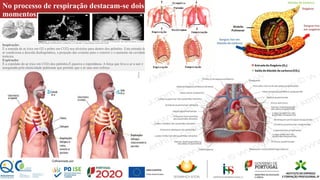 No processo de respiração destacam-se dois
momentos:
Inspiração:
É a entrada de ar (rico em O2 e pobre em CO2) nos alvéolos para dentro dos pulmões. Esta entrada de
ar condiciona a descida diafragmática, a projeção das costelas para o exterior e o aumento da cavidade
torácica.
Expiração:
É a expulsão do ar (rico em CO2) dos pulmões.É passiva e espontânea- A força que leva o ar a sair é
assegurada pela elasticidade pulmonar que permite que o ar saia sem esforço.
 