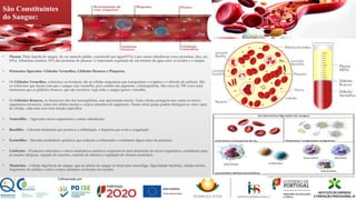 São Constituintes
do Sangue:
▪ Plasma: Parte líquida do sangue, de cor amarelo pálido, constituído por água(91%) e por outras substâncias como proteínas, iões, etc.
(9%). Albumina constitui 58% das proteínas do plasma e é importante regulação do movimento da água entre os tecidos e o sangue.
▪ Elementos figurados- Glóbulos Vermelhos, Glóbulos Brancos e Plaquetas.
▪ Os Glóbulos Vermelhos, eritrócitos ou hemácias são as células sanguíneas que transportam o oxigénio e o dióxido de carbono. São
os eritrócitos que fazem com que o sangue seja vermelho, pois contém um pigmento, a hemoglobina. São cerca de 700 vezes mais
numerosos que os glóbulos brancos, que são incolores, logo todo o sangue parece vermelho.
▪ Os Glóbulos Brancos, ou leucócitos não têm hemoglobina, mas apresentam núcleo. Estas células protegem-nos contra os micro-
organismos invasores, removem células mortas e corpos estranhos do organismo. Dentro deste grupo podem distinguir-se cinco tipos
de células, cada uma com uma função específica:
▪ Neutrófilos – fagocitam micro-organismos e outras substâncias;
▪ Basófilos – Libertam histamina que promove a inflamação, e heparina que evita a coagulação:
▪ Eosinófilos – libertam mediadores químicos que reduzem a inflamação e combatem alguns tipos de parasitas;
▪ Linfócitos – Produzem anticorpos e outros mediadores químicos responsáveis pela destruição de micro-organismos, contribuem para
as reações alérgicas, rejeição de enxertos, controlo de tumores e regulação do sistema imunitário;
▪ Monócitos – Células fagolíticas do sangue, que ao saírem do sangue se torna num macrófago, fagocitando bactérias, células mortas,
fragmentos de células e outros corpos estranhos existentes nos tecidos.
 