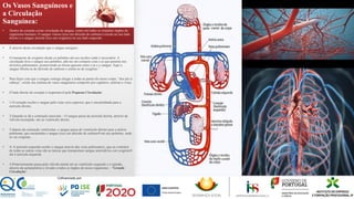Os Vasos Sanguíneos e
a Circulação
Sanguínea:
▪ Dentro do coração existe circulação de sangue, como em todos os restantes órgãos do
organismo humano; O sangue venoso (rico em dióxido de carbono) circula no seu lado
direito e o sangue arterial (rico em oxigénio) no seu lado esquerdo.
▪ É através desta circulação que o sangue assegura :
▪ O transporte de oxigénio desde os pulmões até aos tecidos onde é necessário. A
circulação leva o sangue aos pulmões, põe-no em contacto com o ar que penetra nos
alvéolos pulmonares, promovendo as trocas gasosas entre o ar e o sangue. Aqui o
sangue liberta-se do dióxido de carbono e enche-se de oxigénio.”
▪ Para fazer com que o sangue consiga chegar a todas as partes do nosso corpo, “dos pés á
cabeça”, existe um sistema de vasos sanguíneos composto por capilares, artérias e veias.
▪ O lado direito do coração é responsável pela Pequena Circulação:
▪ 1-O coração recebe o sangue pela veias cava superior, que é encaminhada para a
aurícula direita;
▪ 2-Quando se dá a contração auricular – O sangue passa da aurícula direita, através da
válvula tricúspide- até ao ventrículo direito
▪ 3-depois da contração ventricular, o sangue passa do ventrículo direito para a artéria
pulmonar, que encaminha o sangue (rico em dióxido de carbono9 até aos pulmões, onde
se vai oxigenar..
▪ 4- A aurícula esquerda recebe o sangue através das veias pulmonares, que ao contrário
de todas as outras veias são as únicas que transportam sangue arterial(rico em oxigénio9
até á aurícula esquerda.
▪ 5-Posteriormente passa pela válvula mitral até ao ventrículo esquerdo e é ejetado,
através da aorta(artéria) e levado a todos os órgãos do nosso organismo – “Grande
Circulação”.
 