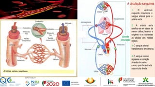 Dentro do coração existe circulação de sangue, como em todos os restantes órgãos do organismo humano; O sangue
 