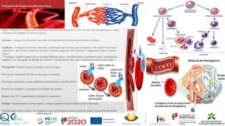 Transporte do Sangue nos diferentes Vasos
Sanguíneos:
Veias- transportam o sangue com a ajuda de concentrações musculares e têm válvulas que impedem que o sangue
volte para trás (ajudam no retorno venoso).
Artérias- o sangue circula nestes vasos através da pressão exercida pelas contrações cardíacas.
Capilares – O sangue circula das arteríolas, ramificações das artérias, para os capilares. Os capilares são vasos
sanguíneos e são os mais numerosos de todo o sistema sanguíneo. Dos capilares o sangue passa para o sistema
venoso.
“ O sangue é líquido espesso de cor escarlate brilhante para o vermelho escuro (consoante esteja” carregado de
oxigénio”, ou “carregado de dióxido de carbono". Circula através das veias e artérias por todo o nosso corpo.”
Transporta: Oxigénio desde os pulmões até aos tecidos;
Dióxido de Carbono (CO2) dos tecidos para os pulmões;
Hormonas, nutrientes e outras substâncias necessárias a vida das células;
Remove os “resíduos” resultantes da atividade das células;
Regula o ph, TªC e quantidade de líquidos no organismo;
Protege: Transportando os (anticorpos) – Células responsáveis pela defesa contra as doenças;
Transportando outros fatores, de coagulação, que nos protegem contra a perda de sangue no local de uma lesão.
 