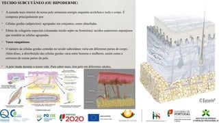 TECIDO SUBCUTÂNEO (OU HIPODERME)
• A camada mais interior da nossa pele armazena energia enquanto acolchoa e isola o corpo. É
composta principalmente por:
• Células gordas (adipócitos): agrupadas em conjuntos, como almofadas.
• Fibras de colagénio especiais (chamadas tecido septo ou fronteiras): tecidos conectores esponjosos
que mantêm as células agrupadas.
• Vasos sanguíneos.
• O número de células gordas contidas no tecido subcutâneo varia em diferentes partes do corpo.
Além disso, a distribuição das células gordas varia entre homens e mulheres, assim como a
estrutura de outras partes da pele.
• A pele muda durante a nossa vida. Para saber mais, leia pele em diferentes idades.
 