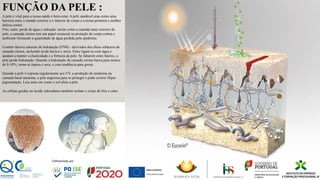 FUNÇÃO DA PELE :
A pele é vital para a nossa saúde e bem-estar. A pele saudável atua como uma
barreira entre o mundo exterior e o interior do corpo e a nossa primeira e melhor
defesa contra:
Frio, calor, perda de água e radiação: assim como a camada mais exterior da
pele, a camada córnea tem um papel essencial na proteção do corpo contra o
ambiente limitando a quantidade de água perdida pela epiderme.
Contém fatores naturais de hidratação (FNH) - derivados dos óleos sebáceos da
camada córnea, incluindo ácido láctico e ureia. Estes ligam-se com água e
ajudam a manter a elasticidade e a firmeza da pele. Se faltarem estes fatores, a
pele perde hidratação. Quando a hidratação da camada córnea baixa para menos
de 8-10%, torna-se áspera e seca, e com tendência para gretar.
Quando a pele é exposta regularmente aos UV, a produção de melanina na
camada basal aumenta, a pele engrossa para se proteger e pode ocorrer Hiper
pigmentação. Leia mais em como o sol afeta a pele.
As células gordas no tecido subcutâneo também isolam o corpo do frio e calor.
 