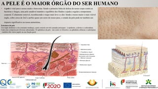 A PELE É O MAIOR ÓRGÃO DO SER HUMANO
• A pele é vital para a nossa saúde e bem-estar. Sendo a primeira linha de defesa do nosso corpo contra as
bactérias e fungos, uma pele saudável mantém o equilíbrio dos fluidos e ajuda a regular a temperatura
corporal. É altamente sensível, reconhecendo o toque mais leve e a dor. Sendo o nosso maior e mais visível
órgão, cobre cerca de 2m2 e perfaz quase um sexto do nosso peso, o estado da pele pode ter também um
impacto significativo na nossa autoestima.
Estrutura da pele
Um órgão dinâmico e em constante mudança, a pele consiste em três camadas principais - a epiderme, a derme e a subcutânea.
Cada uma composta por diversas subcamadas. Os apêndices da pele - tais como os folículos e as glândulas sebáceas e sudoríparas
- também têm vários papéis na sua função geral.
 