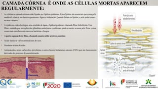 CAMADA CÓRNEA É ONDE AS CÉLULAS MORTAS APARECEM
REGULARMENTE:
• As células na camada córnea estão ligadas por lípidos epidemias. Estes lípidos são essenciais para uma pele
saudável: criam a sua barreira protetora e ligam a hidratação. Quando faltam os lípidos, a pele pode tornar-
se seca e áspera.
• A epiderme está coberta por uma emulsão de água e lípidos (gorduras) chamada filme hidrolípido. Este
filme, mantido por secreções das glândulas sudoríparas e sebáceas, ajuda a manter a nossa pele firme e atua
como mais uma barreira contra as bactérias e fungos.
• A parte aquosa deste filme, chamado manto ácido protetor, contém:
• Ácido láctico e vários aminoácidos do suor.
• Gorduras ácidas do sebo.
• Aminoácidos, ácido carboxílico pirrolidona e outros fatores hidratantes naturais (FHN) que são basicamente
derivados do processo de queratinização.
 