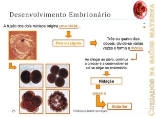 Desenvolvimento Embrionário
25 ProfessoraIsabel Henriques
 