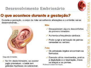 Desenvolvimento Embrionário
27 ProfessoraIsabel Henriques
 