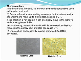 Microorganisms  The urinary tract is sterile, so there will be no microorganisms seen in the urine sediment.  1)  Bacteria  from the surrounding skin can enter the urinary tract at the urethra and move up to the bladder, causing a UTI. If the infection is not treated, it can eventually move to the kidneys and cause pyelonephritis.  Less frequently, bacteria from a blood infection (septicemia) may move into the urinary tract and also can cause UTI.   A urine culture and sensitivity may be performed if a UTI is suspected. Bacteria : Cocci Bacteria : Rods 