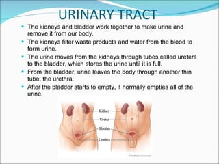 The kidneys and bladder work together to make urine and remove it from our body.  The kidneys filter waste products and water from the blood to form urine.  The urine moves from the kidneys through tubes called ureters to the bladder, which stores the urine until it is full.  From the bladder, urine leaves the body through another thin tube, the urethra.  After the bladder starts to empty, it normally empties all of the urine. URINARY TRACT 