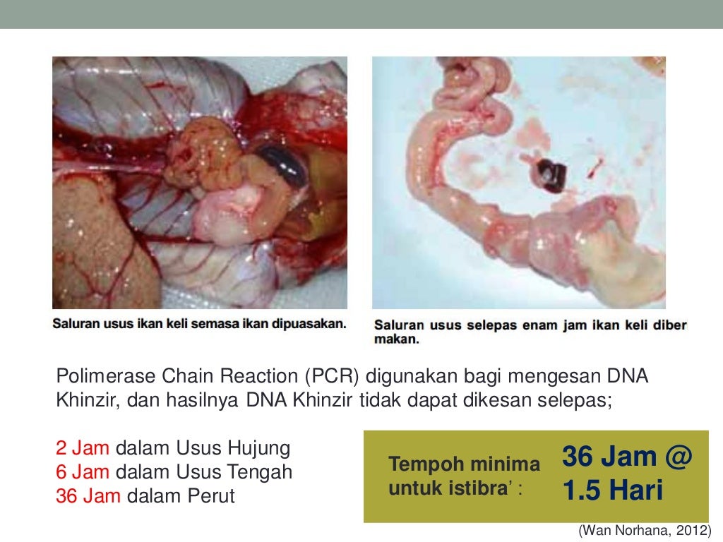 Haiwan al-Jallalah: Hukum & Istihalah\