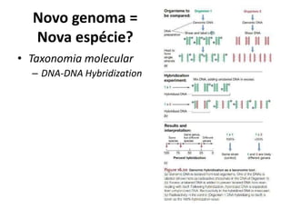Novo genoma =
Nova espécie?
• Taxonomia molecular
– DNA-DNA Hybridization
 
