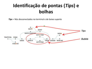 Identificação de pontas (Tips) e
bolhas
Tips = Nós desconectados no terminal e de baixo suporte
 